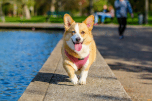 Is pet insurance worth it? Discover the benefits